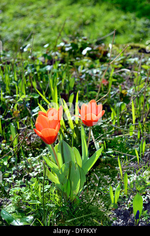 Tulpe Frühernte Stockfoto