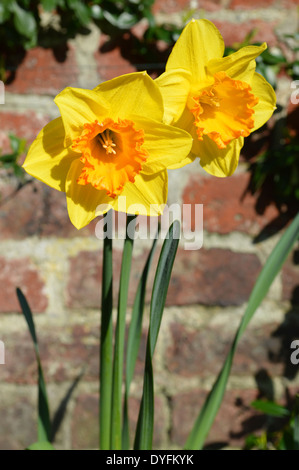 Narzisse (Narcissus 'Gold Medal', Narcissus Goldmedaille), Trompete