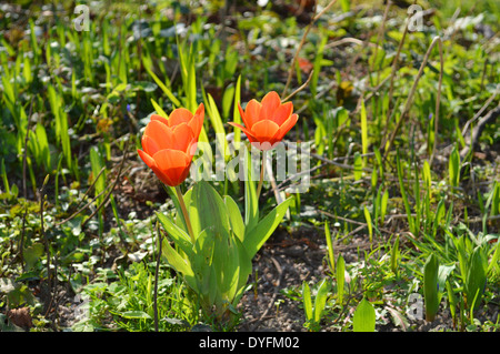 Tulpe Frühernte Stockfoto