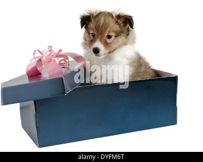 kleinen Welpen Sheltie in einer Geschenkbox auf grauem Hintergrund Stockfoto
