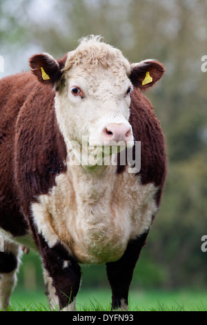 Stier im Feld stehen Stockfoto