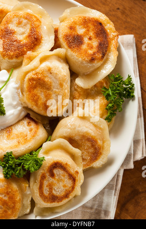 Hausgemachte polnische Pierogis mit saurer Sahne und Petersilie Stockfoto