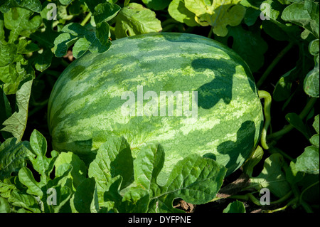 Wassermelonen wachsen in Feld Shelltwon MD Stockfoto