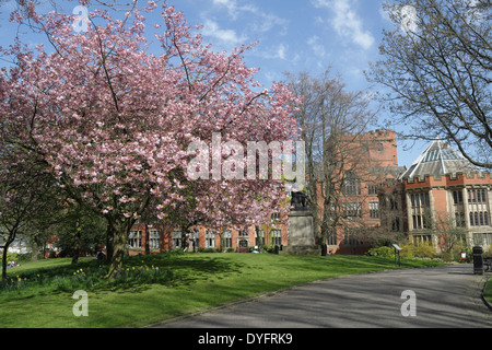 Das Gebäude des Firth Court und die Kirschbaumblüte im Weston Park Sheffield University England Stockfoto