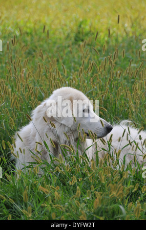Maremma Sheepdog in Feld Stockfoto