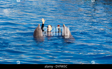 Delfine an der L'Oceanografic in der Stadt der Künste und Wissenschaften in Valencia, Spanien Stockfoto