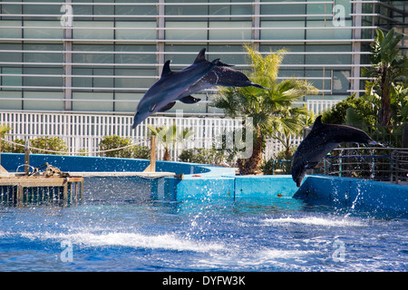 Delfine an der L'Oceanografic in der Stadt der Künste und Wissenschaften in Valencia, Spanien Stockfoto