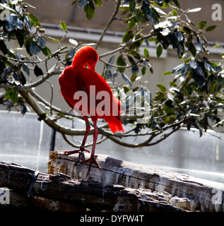Roter Ibis in Stadt der Künste und Wissenschaften Valencia Spanien EU Stockfoto