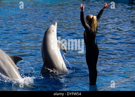 Delfine an der L'Oceanografic in der Stadt der Künste und Wissenschaften in Valencia, Spanien Stockfoto