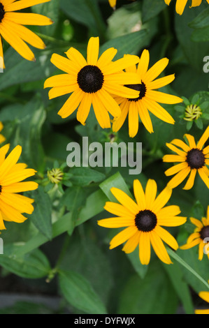 Rudbeckia Goldsturm Stockfoto