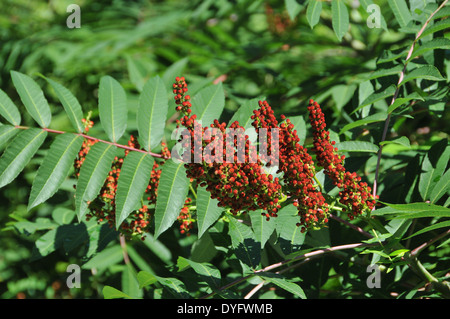 Sumach in voller Blüte Stockfoto