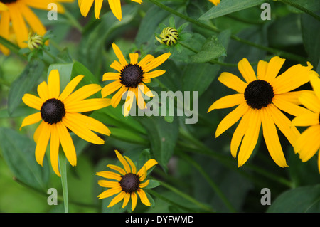 Rudbeckia Goldsturm Stockfoto