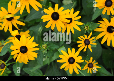 Rudbeckia Goldsturm Stockfoto