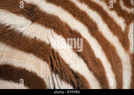 6 Wochen alten Grays Zebra Stockfoto