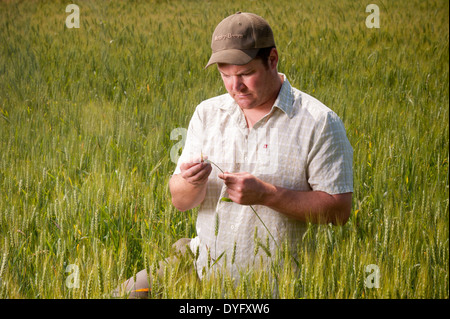 Landwirt im Bereich Weizenkorn Produzent, Cordova MD Stockfoto