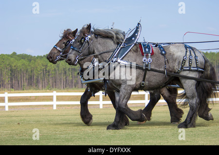 Brabanter Zugpferd paar ziehen Wagen in Show tack Stockfoto