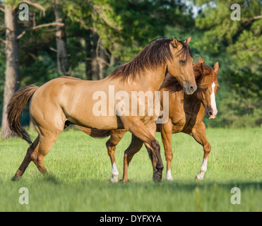 Zwei American Quarter Horse Wallach Freunde im Spiel Stockfoto