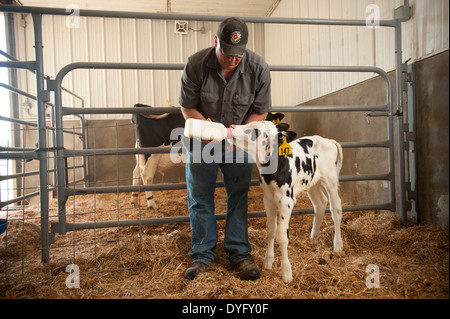 Landwirt Fütterung Kalb Clarksville MD Stockfoto