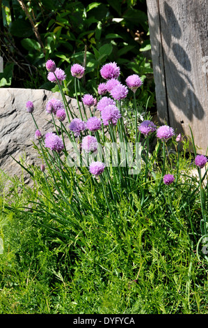 Trifolium pratense dunkel Lila runde Round Wildflower Stockfoto