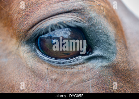 Pferd Auge Detail Orono, Maine Stockfoto