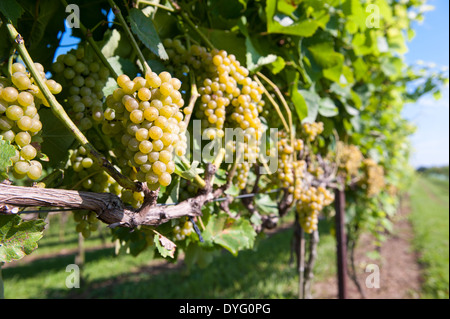 grüne Trauben hängen im Weinberg Sudlersville, MD Stockfoto