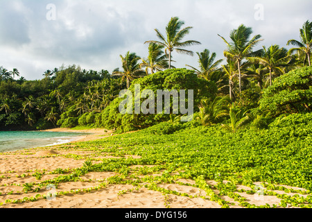 Papa'a Bay, Kauai, Hawaii Stockfoto