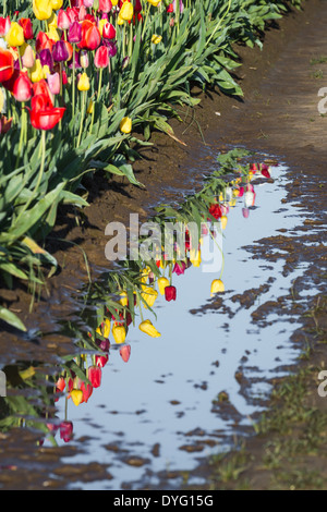 schöne Reflexion der Tulpen im schmutzigen schlammigen Wasser zwischen die Feld-Zeilen Stockfoto