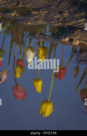 schöne Reflexion der Tulpen im schmutzigen schlammigen Wasser zwischen die Feld-Zeilen Stockfoto