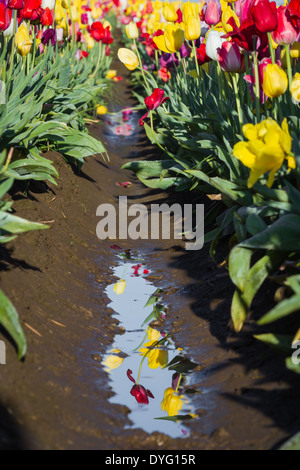 schöne Reflexion der Tulpen im schmutzigen schlammigen Wasser zwischen die Feld-Zeilen Stockfoto