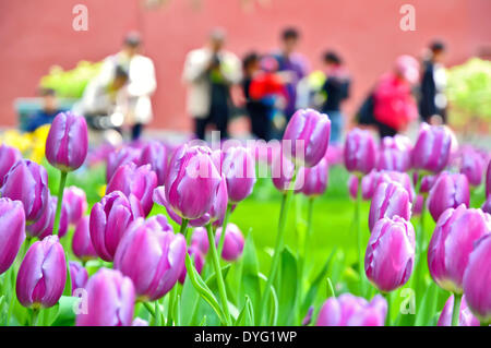 Peking, China. 16. April 2014. Foto aufgenommen am 16. April 2014 zeigt Tulpen im Zhongshan-Park in Peking, Hauptstadt von China. Eine Tulpe-Show ist im April und Mai für die Öffentlichkeit zugänglich im Park. Bildnachweis: Ma Zhiyu/Xinhua/Alamy Live-Nachrichten Stockfoto