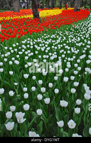 Peking, China. 16. April 2014. Foto aufgenommen am 16. April 2014 zeigt Tulpen im Zhongshan-Park in Peking, Hauptstadt von China. Eine Tulpe-Show ist im April und Mai für die Öffentlichkeit zugänglich im Park. Bildnachweis: Ma Zhiyu/Xinhua/Alamy Live-Nachrichten Stockfoto