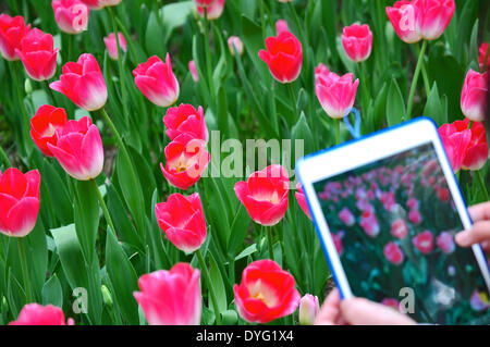 Peking, China. 16. April 2014. Ein Besucher macht Fotos von Tulpen im Zhongshan-Park in Peking, Hauptstadt von China, 16. April 2014. Eine Tulpe-Show ist im April und Mai für die Öffentlichkeit zugänglich im Park. Bildnachweis: Ma Zhiyu/Xinhua/Alamy Live-Nachrichten Stockfoto