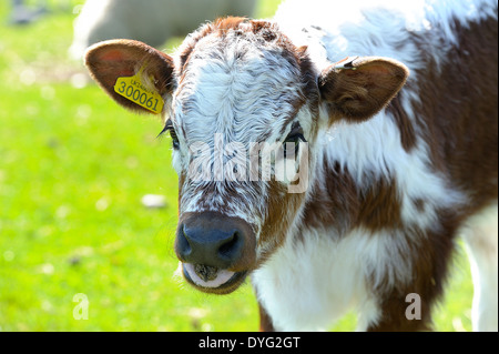 Ein Portrait eines jungen Kalbes in einem Feld an einem sonnigen Tag weiß Post Bauernhof Nottinghamshire England UK Stockfoto