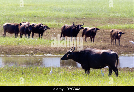 Wilde Wasserbüffel im Yala Nationalpark in Sri Lanka 14 Stockfoto