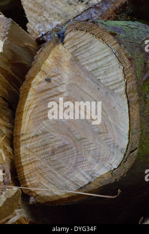 Jahrringe in Protokollen zu löschen, Stockfoto