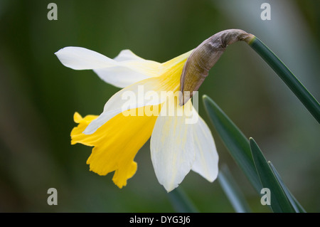 Wilde Narzisse; Narcissus Pseudonarcissus (Nahaufnahme). Cremige äußeren Blütenblätter, mit gelber Trompete in einer bewaldeten Umgebung wächst. VEREINIGTES KÖNIGREICH. Stockfoto