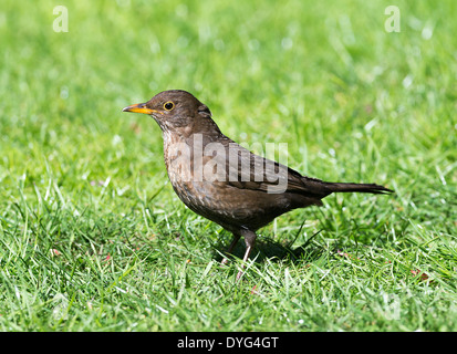 Weibliche Amsel, die auf der Suche nach Insekten im Rasen in einer Cheshire Garten Alsager England Vereinigtes Königreich UK Stockfoto