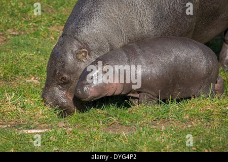 Pygmy Hippo drei Monate alt Stockfoto