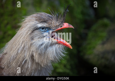 Rotbeinige Seriema Stockfoto