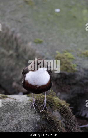 Weißer-throated Schöpflöffel Cinclus cinclus Stockfoto