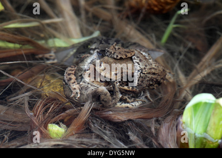 Gemeinsamen Kröten Bufo Bufo in einer Paarung Kugel Stockfoto