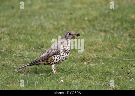 Misteldrossel Thrush, Turdus Viscivorus, ernähren sich von Würmern Stockfoto