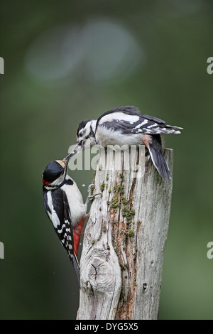 Buntspecht, Dendrocopus major, Erwachsenen Jungen aus dem Nest füttert Stockfoto