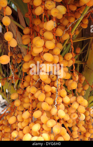 Termine auf einer Palme Stockfoto