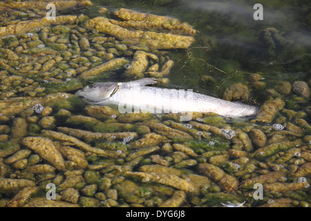 Tote Fische in kontaminiertem Wasser Stockfoto