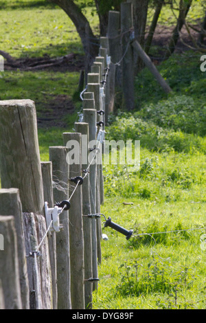Hölzerne Fechten mit elektrischen Zäunen gesäumt, Stockfoto