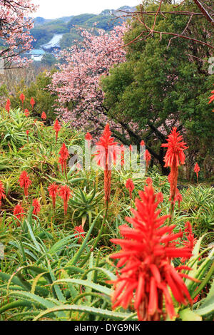 Aloe Blumen Stockfoto