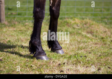 Vordere Beine einer Schwarz/Dunkel braunes Pferd stehend in einem paddock Stockfoto