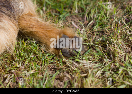 Fuße des einen ein Jack Russel Terrier zeigen die Pads. Stockfoto