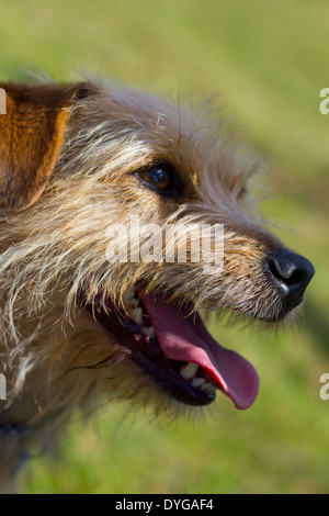 Jack Russel Terrier Kreuz Porträt Stockfoto